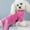 Pink, variant on kladzum Dog Sweaters Dog Warm Shirt Dog Clothing Fall and Winter Small Dog Bear Clothing Dog Four Legged Clothing, Dog Sweaters, Small Dog Coat Warm Sweartershirts