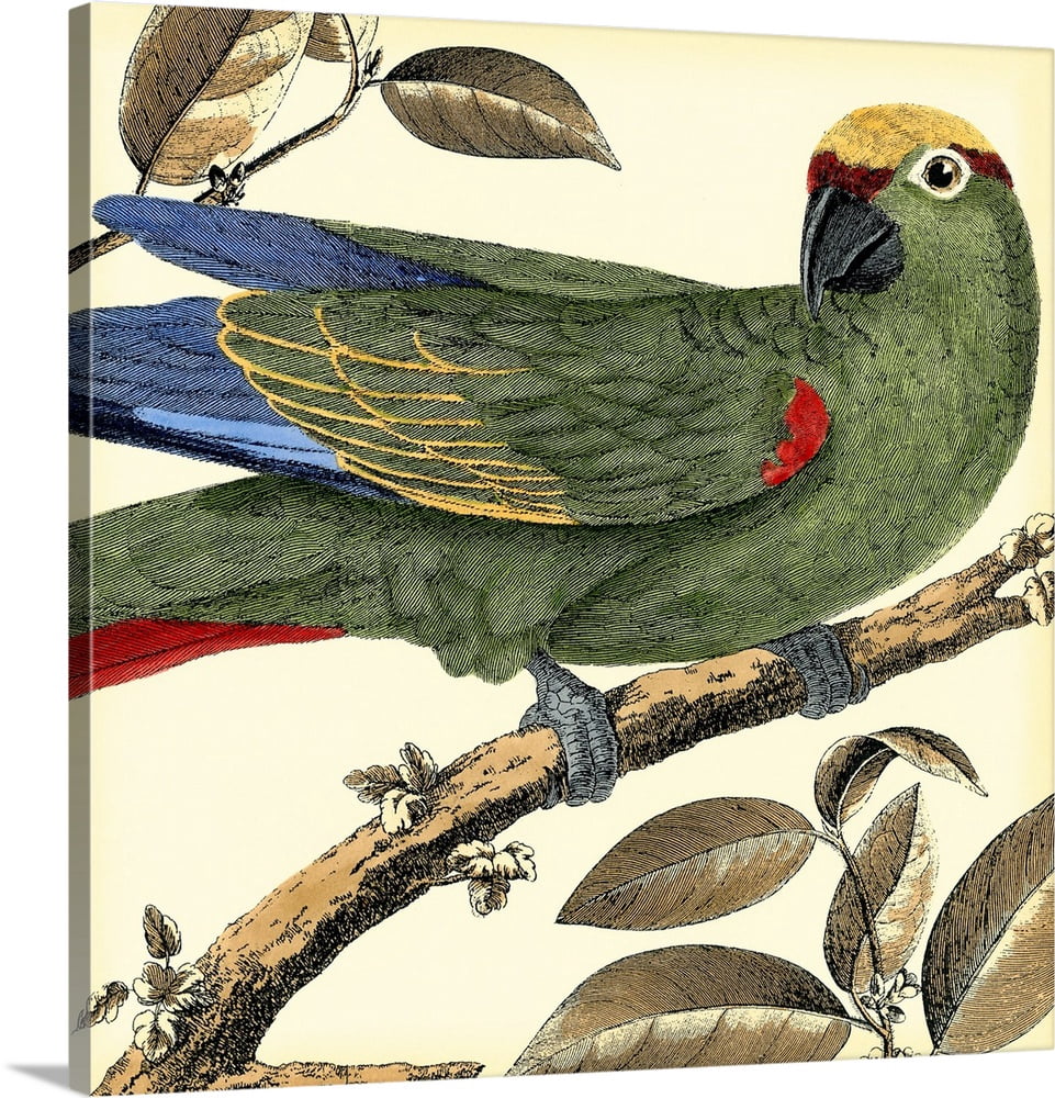 Tropical Parrot I | Canvas Wall Art, Home Decor | 16x16 - Walmart.com