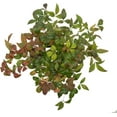 thumbnail image 5 of 4 Fire Power Heavenly Bamboo, Live Plants (Nandina Domestica) – Vibrant Foliage in 2.5” Nursery Cubes – Striking Fiery Red in Fall & Winter, Low-Maintenance Garden Accent, 5 of 8