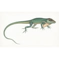 thumbnail image 3 of Unknown 18x12 Black Modern Framed Museum Art Print Titled - Antique Chameleon, 3 of 5
