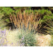 250 Ornamental INDIAN GRASS Sorghastrum Nutans Native Seeds