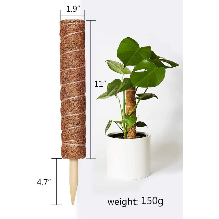 新品未使用　MOSS STICK 50SW Clear Starter Moss Pole – Rousseau Plant Care