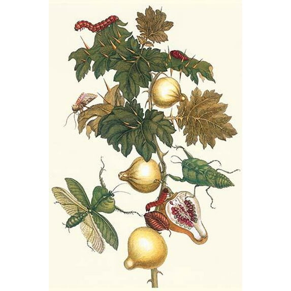Nipple Fruit with a Leaf Mantus-Fine Art Canvas Print (20" x 30")