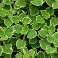 thumbnail image 2 of Set of 3 Variegated Cuban Oregano Plants, Fragrant Perennial Herb, 4-5 Inches Tall, Well Rooted for Growing, 2 of 5