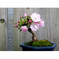 CZ Grain 10 Japanese Flowering Cherry Blossom Bonsai Plant Seeds