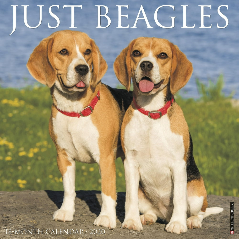 Just Beagles 2020 Wall Calendar (Dog Breed Calendar) (Other) Walmart