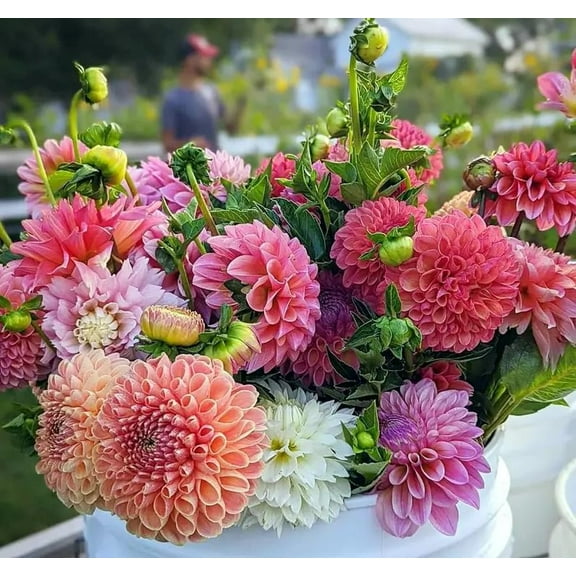 200 Mixed Color Dahlia Seeds for Planting