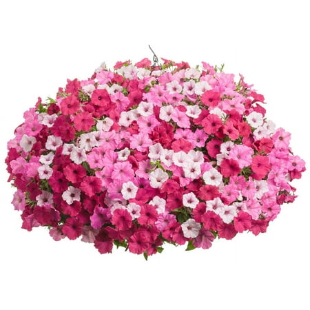 Proven Winner 2G Combo Above And Beyond