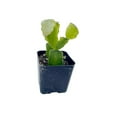 thumbnail image 4 of Live Holiday Cactus Plants (2"Pot Christmas Cactus), 4 of 5