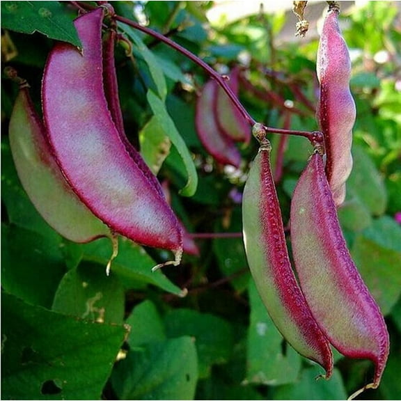 Purple Hyacinth Bean Seeds - 10 Seeds - Grow Red Leafed Beans - Dolichos Lablab