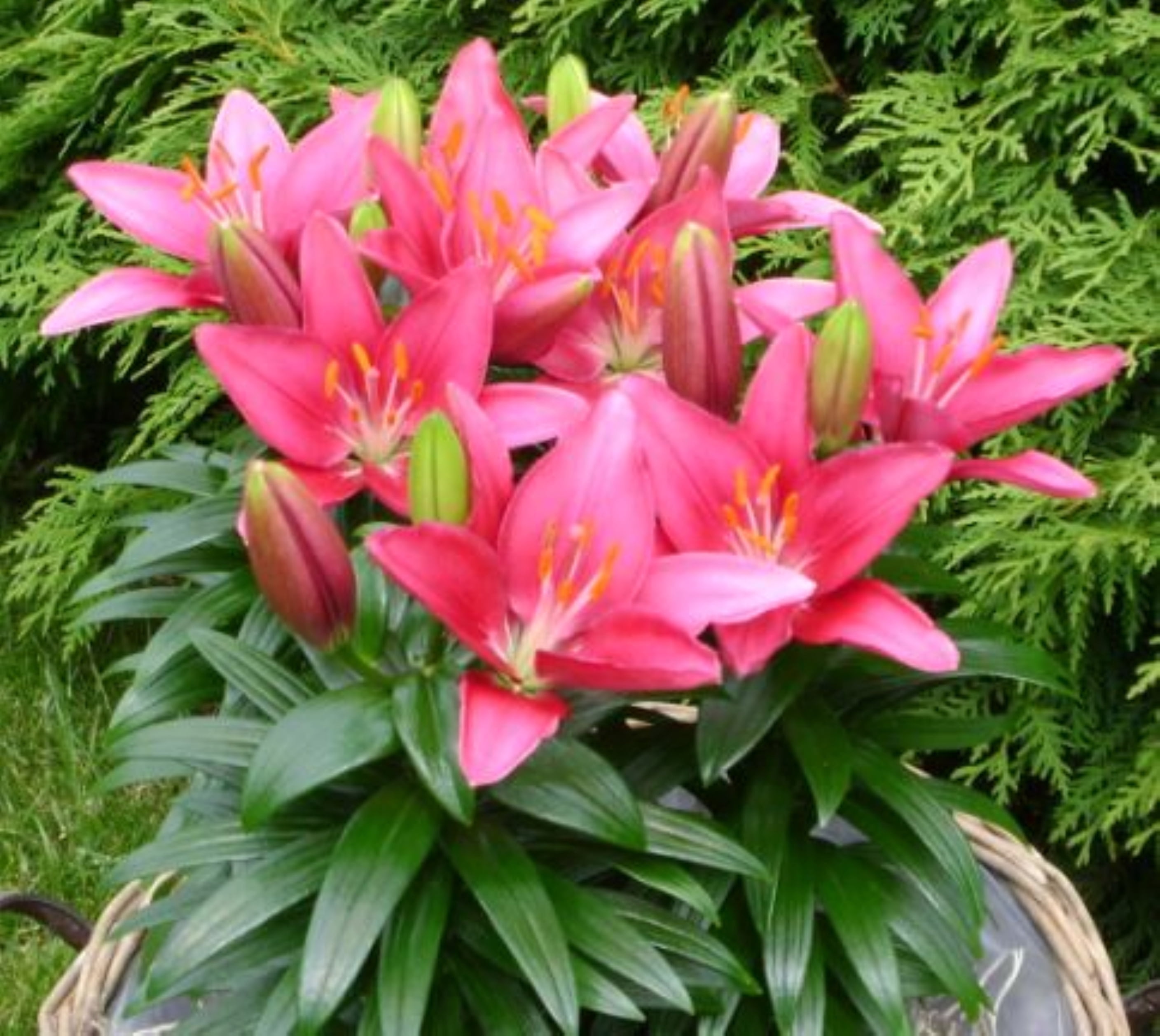 Expert Gardener Outdoor Live Plant Asiatic Lily Tiny Pearl Pink