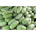 thumbnail image 7 of 50 *Seeds CHARLESTON GRAY WATERMELON Citrullus Lanatus Red Fruit Melon Seeds, 7 of 7