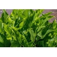 thumbnail image 3 of Seedville 500 Broadleaf Arrowhead Plant Seeds, 3 of 9