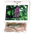 thumbnail image 3 of Hawaiian Flower Plant Roots - Bamboo Orchids - Hibiscus - Ginger -Ti Logs (Blue Ginger Root), 3 of 4