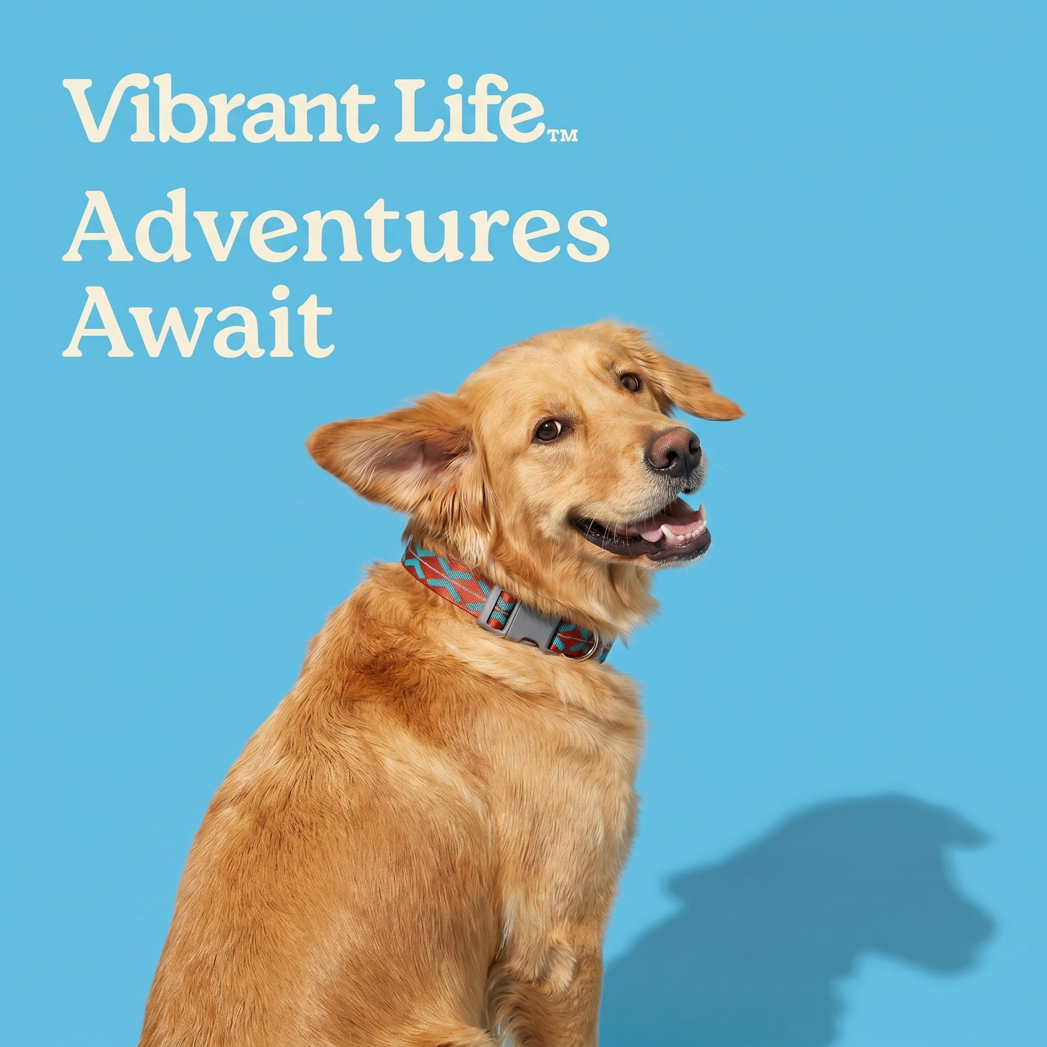 Vibrant Life Reflective Adjustable Dog Collar, Orange, Large