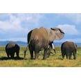 thumbnail image 2 of Fitzharris, Tim 18x13 Black Ornate Wood Framed with Double Matting Museum Art Print Titled - African elephants-Amboseli National Park-Kenya, 2 of 4