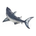 thumbnail image 4 of Juguete modelo Animal realista educativo de ciencia Figuras de animales perfecl, 4 of 8