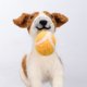 thumbnail image 4 of Primitives By Kathy Fuzzy Juguetón Perro Critter Con Pelota - Adorno De Árbol De Navidad, 4 of 4