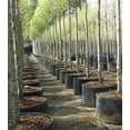 thumbnail image 4 of Superoots Air-Pot 1 Gallon Garden Propagation Pot Planter Container (8 Pack), 4 of 6