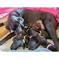 thumbnail image 5 of 15 Collares para cachorros recién nacidos Collares para cachorros de nailon Collares para cachorros ajustables, 5 of 5