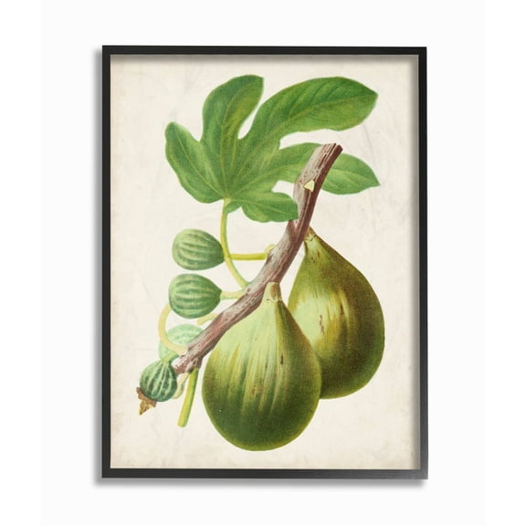 Stupell Industries Shabby Chic Vintage Fruit Fig Black Framed Giclee Art, 16 x 20, by Vision Studio