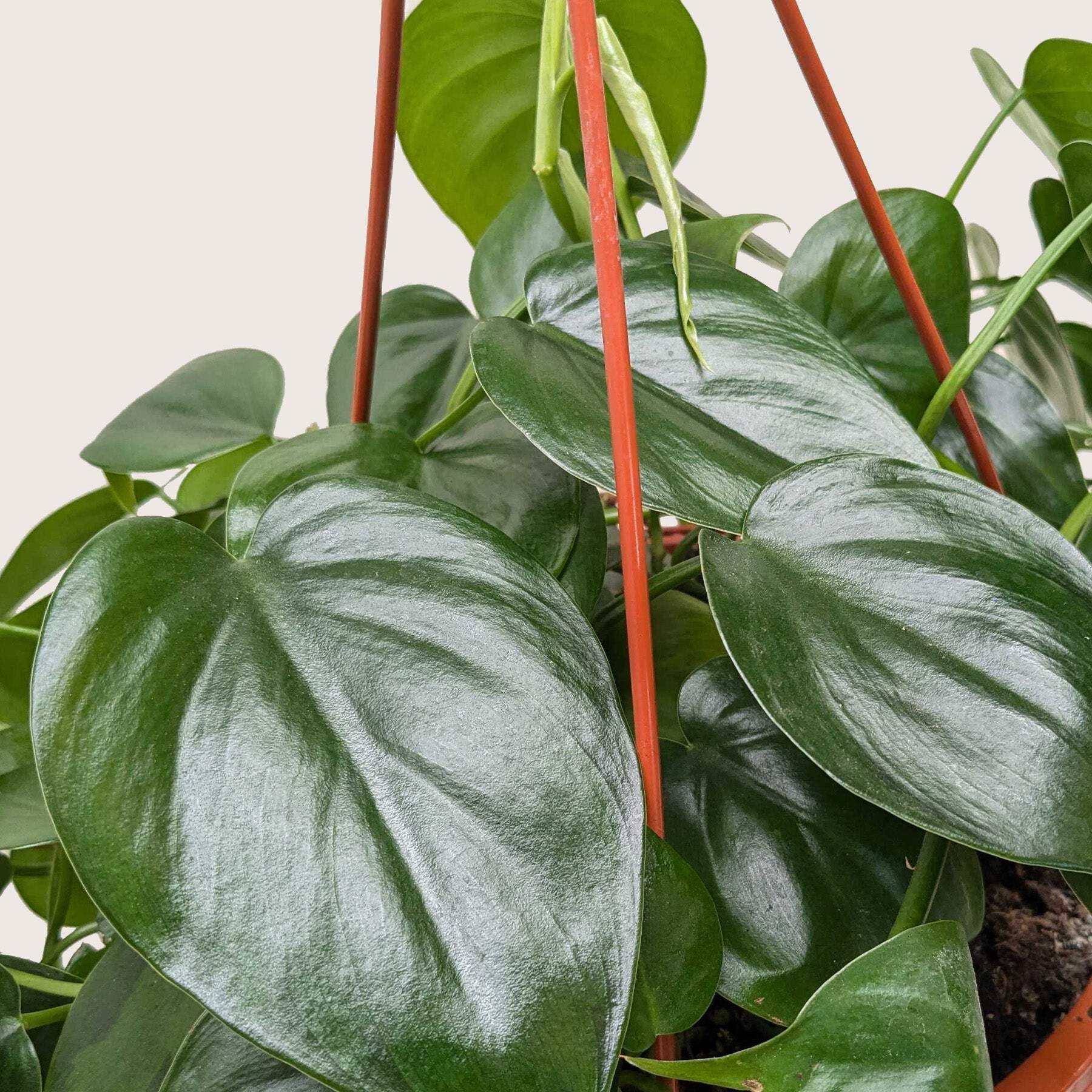 Philodendron Cordatum 'Heartleaf', 6" Pot, Indoor Houseplant, Easy Care, Live Plant for Indoor & Outdoor