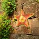 thumbnail image 4 of Decoración de pared de , 12 pulgadas, arte decorativo en el , pya para pis, decoración de Nad para el hogar al Sunnimix Colgante de pared de estrella de mar, 4 of 8
