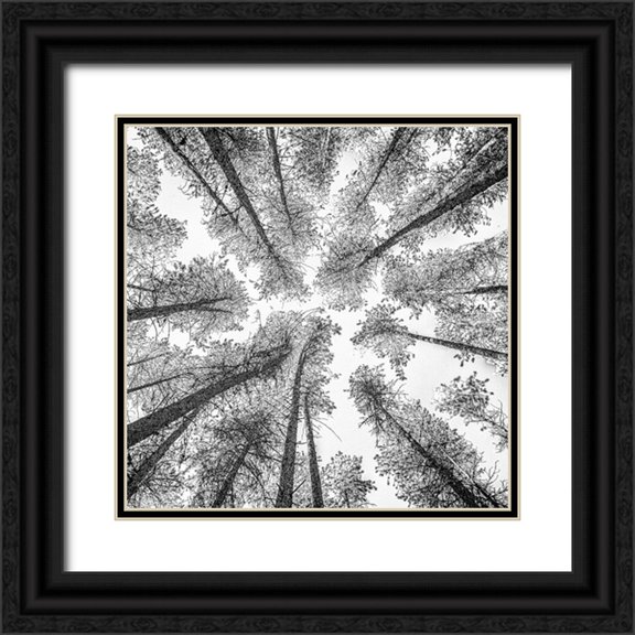 Darby, Rob 12x12 Black Ornate Wood Framed with Double Matting Museum Art Print Titled - Tree Etching 002
