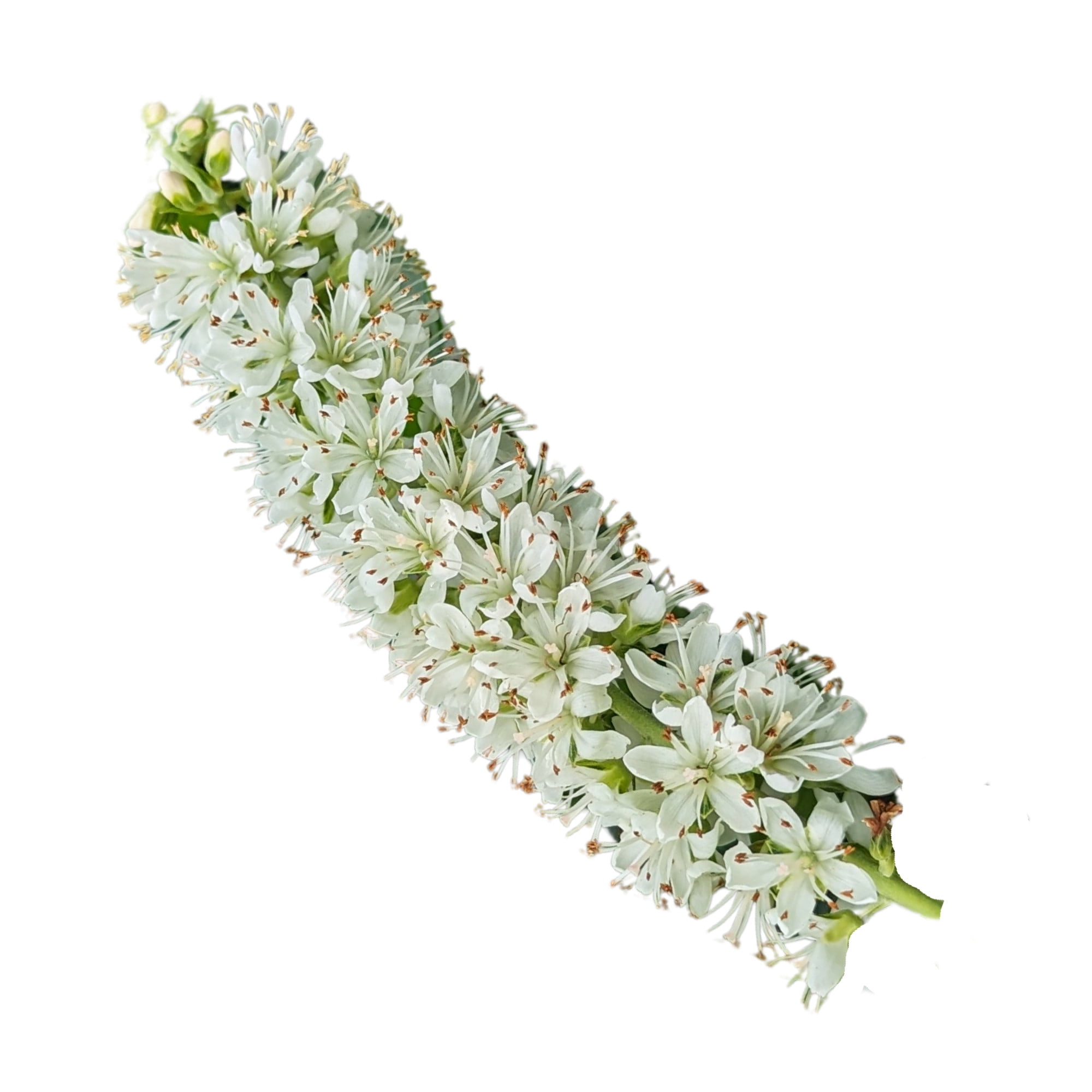 Proven Winners ColorChoice 5" White Ripple Effect Summersweet Live Plant in 4.5" Pot (4 Count)