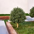 thumbnail image 6 of DR.Planzen Artificial 16 in Topiary Ball Trees, UV Resistant Faux Cedar Plants, Faux Cypress Evergreen Shrub Bush with 10.6in Twist-On Stake - For Front Porch Patio Garden Yard Decor Outdoor Use, 6 of 9