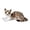 gray 25cm, variant on lionlar Cat Toy Kids Room Decor Snuggling Cat Doll for Adults Boys Girls yellow 25cm