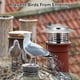 thumbnail image 1 of IDEANATEGRATE Capucha Para Chimenea De Acero Inoxidable Ideal Para Cubrir Y Proteger Contra Lluvia, 1 of 8
