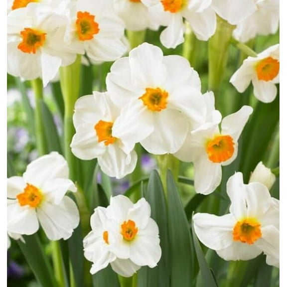 Geranium Daffodil Bulbs for Planting 5 Bulbs