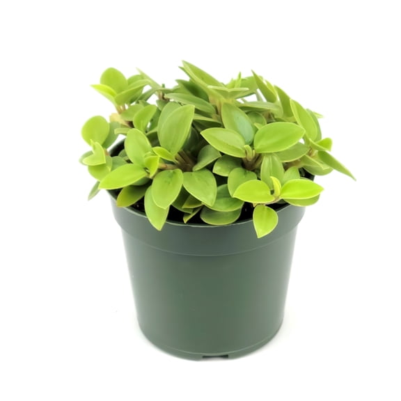 4 in. Peperomia Pixie Lime Plant in Grower Container (3-Pack)