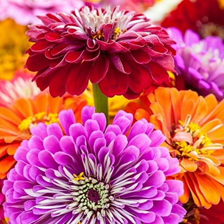 Heirloom Flower Bulbs - 250 Zinnia Seeds - Giant California Mix - Heirloom Flower