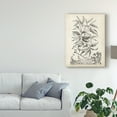 thumbnail image 3 of Trademark Fine Art 'Scenic Botanical IV' Canvas Art by Abraham Munting, 3 of 4