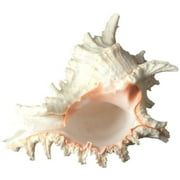 Murex Ramosus Shell Real Murex Sea Shell Large 7-9 Large Sea Shells for Decorating Jumbo Seashell