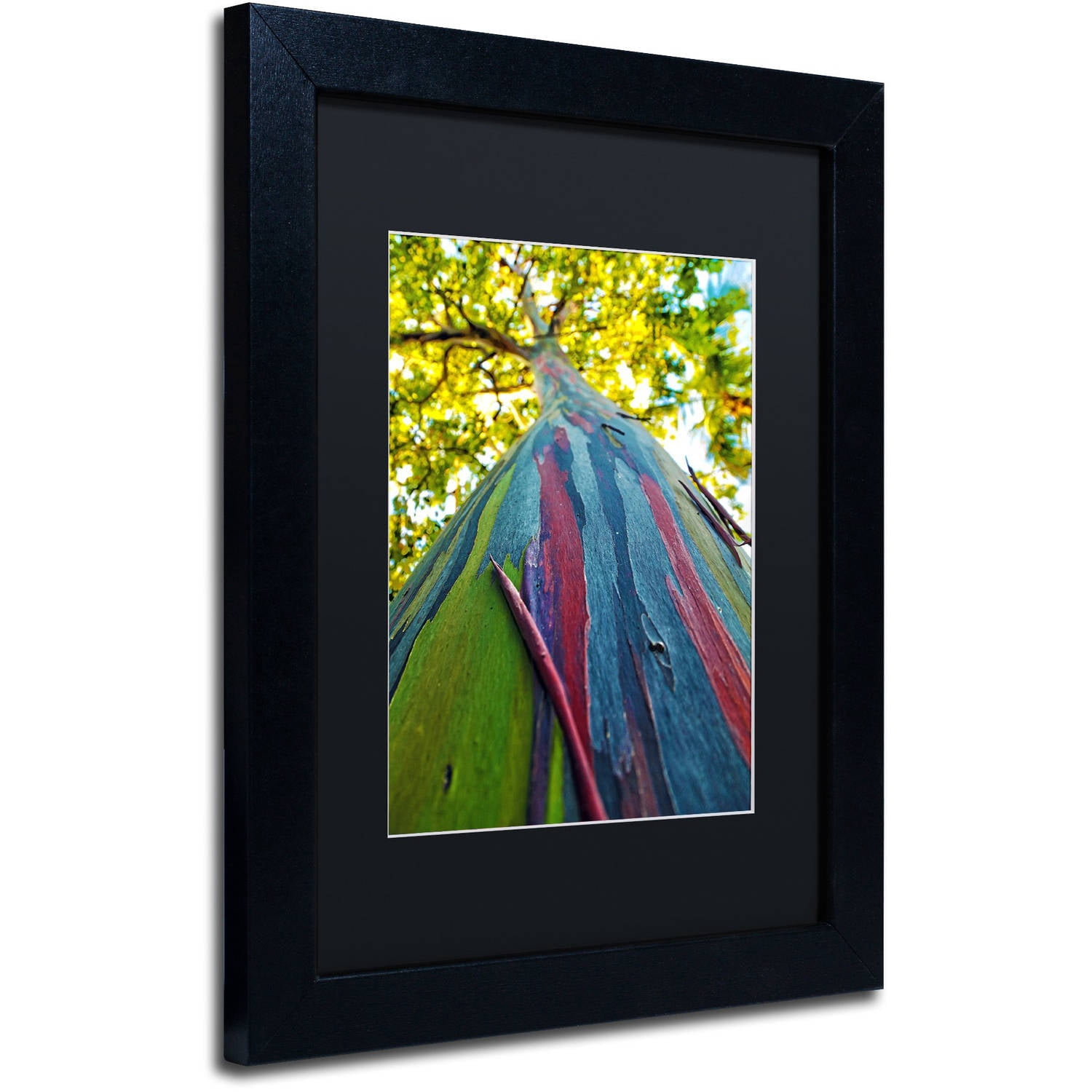 Trademark Fine Art "Rainbow Eucalyptus Tree" Canvas Art by CATeyes, Black Matte, Black Frame