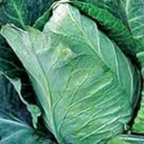 Cabbage Seed, Early Jersey Wakefield, Heirloom, Non GMO, 500 Seeds, Tasty Healthy Veggie