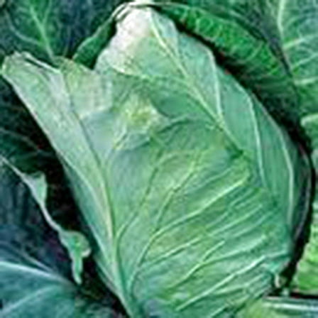 Cabbage Seed, Early Jersey Wakefield, Heirloom, Non GMO, 200 Seeds, Tasty Healthy Veggie