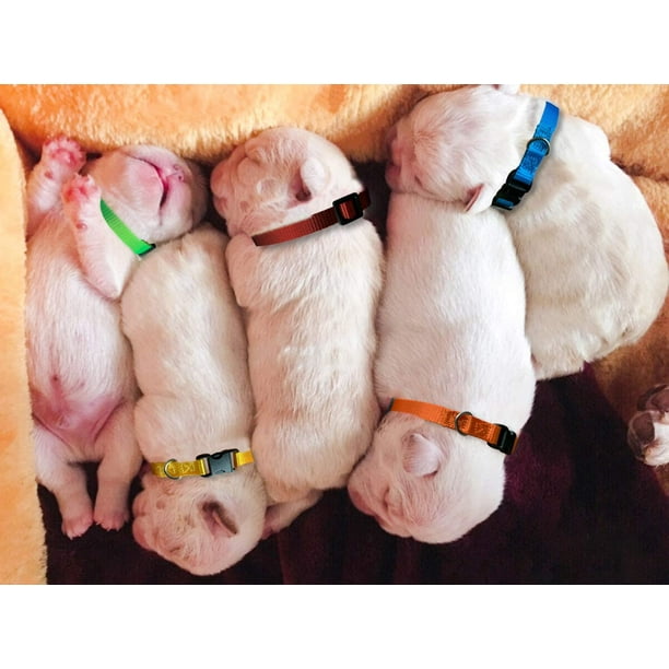 Newborn puppy on sale collars walmart