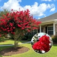 thumbnail image 2 of Crape Myrtle Red Rocket | 40 Live Plants | Lagerstroemia Indica | Fast-Growing Ornamental Tree, Drought Tolerant, Long Blooming Season, Full Sun Plant, Summer Flowering Shrub, Low Maintenance, 2 of 6