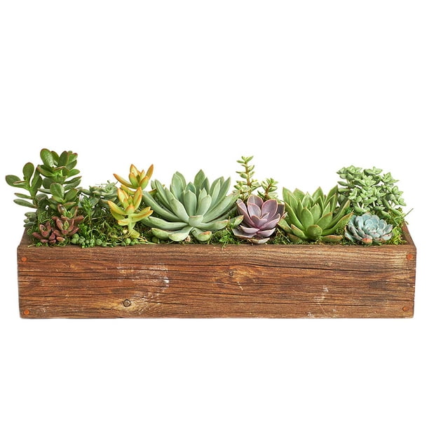 Home Botanicals 18" Succulent Planter Comes Planted with Live
