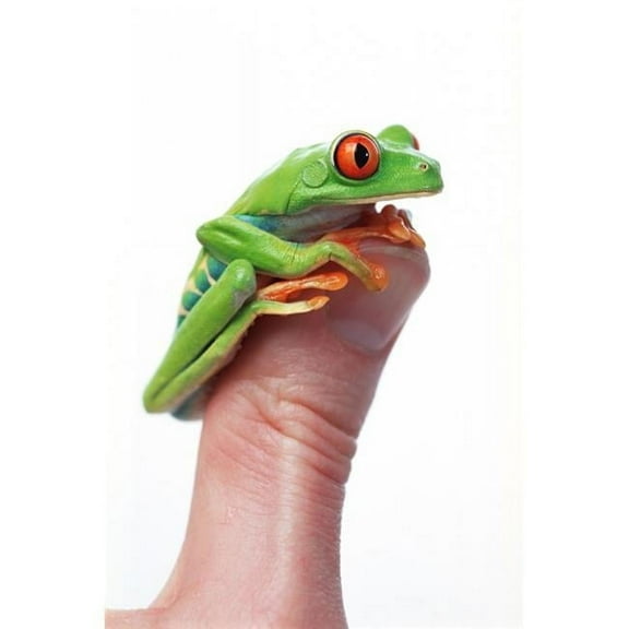 Red-Eyed Tree Frog Poster Print