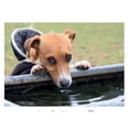 thumbnail image 1 of Kevin Milner Jack Russell Countryside Greetings Card, 1 of 1