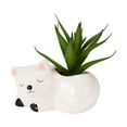 thumbnail image 1 of Anko Artificial Cat Succulent, 1 of 4