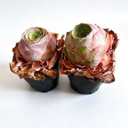 Aeonium Aurea Pink Mountain Rose Mini Live Succulent Plant-Compact Rose-Shaped Rosette for Indoor Décor, Containers & Succulent Collections