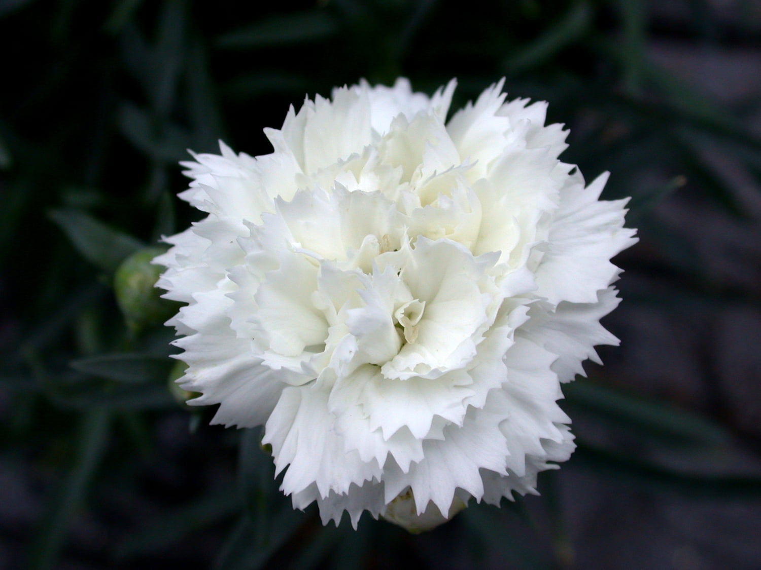 Dianthus Early Bird™ Frosty - Snowy White - Quart Pot - Walmart.com