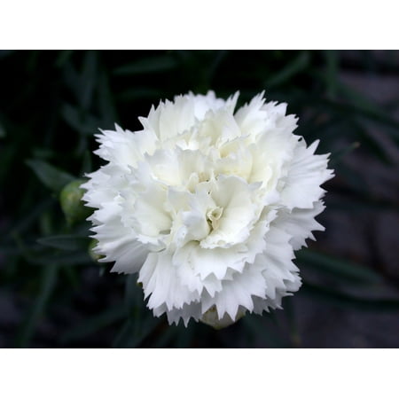 Dianthus Early Bird™ Frosty - Snowy White - Quart Pot