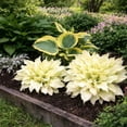 thumbnail image 5 of White Feather Trimmed Hosta - 3 Bare Roots - Hardy and Shade Tolerant Plants Great for any Landscape, 5 of 5